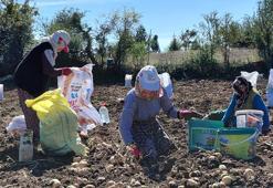 Tokat'ın coğrafi işaretli 'başçiftlik beyazı' tarlalardan çıktı! Dönüm başına 1,5 ton veriyor