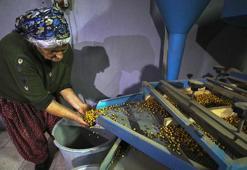 Anne mirasını 81 ile ulaştırıyorlar! Sac üzerinde başladı, yıllık 100 ton kapasiteye ulaştı! 9 çocuğu için mücadele etti, tescilli Ağın leblebisini Türkiye’ye tanıtıyor
