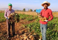 Nisan ayında ektiler, dönüm başına 10 ton verim aldılar! Kahramanmaraş’ta üreticinin yüzü gülüyor