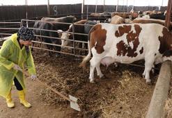 Gaziantep’te tek bir hayvanla başladı, 10 yılda dev sürü kurdu: 'Neden yapamayayım dedim, 2 işletme sahibi oldum!'