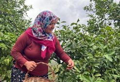 Çocukluk hayali sosyal medya sayesinde gerçekleşti: Köy videolarıyla tanındı, fenomen oldu!