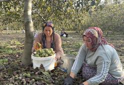 Osmaniye'nin 'kırmızı altın'ında fiyatlar belli oldu: 4 bin ağaçlık bahçelerde hasat başladı!