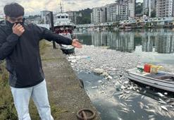 Karadeniz'de palamut bolluğu rezalete dönüştü: Vatandaş evinde yatamıyor