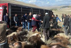 Erzurum'da feci tır kazası: 130 küçükbaş hayvan telef oldu!