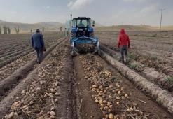 Doğu'nun topraklarında yetişiyor, cips fabrikalarına gidiyor