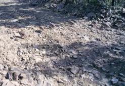 Tekirdağ'da ormanın derinliklerine kamera kuruldu: Ortaya çıkan görüntüler dikkat çekti