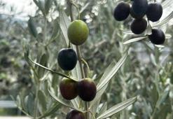 Bursa'da bu sezonun zeytin rekoltesi beklentisi açıklandı