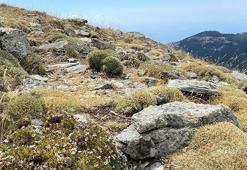 Kaz Dağları’nda heyecanlandıran keşif: Sarıkız Tepesi’nde yeni bir böcek türü bulundu!
