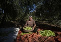 Mardin'in tescilli doğal lezzeti Derik zeytinin hasadı sürüyor