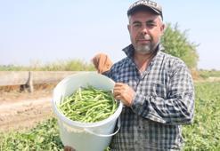 Protein ve lif bakımından zengin! Tarlada 40 lira markette 140 lira
