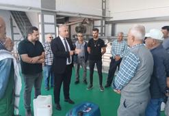 Hatay'da zeytin hasadı öncesi kritik uyarı: Asit seviyesinin yükselmemesi için bunları sakın yapmayın!