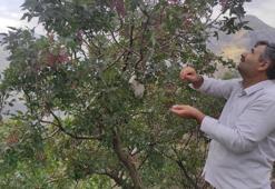 Ormandan bedava topluyorlar! Köylülerin yeni geçim kapısı oldu: Fiyatını öğrenen oraya koştu