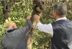 "Burada yetişmez" demişlerdi, bakımsız kalmasına rağmen dalları yıkılıyor: Gençlere ekmek kapısı olacak!