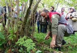Giresun’da fındık üreticilerine önemli eğitim: Yanlış budama verimi düşürüyor