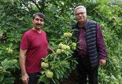 Adana tarımında yeni dönem! Üreticiler alternatifi buldu, hem saklama zorluğu yok hem de getirisi yüksek