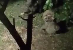 Ayı bahçede elma ziyafetine çıktı, ev sahibinin sözleri güldürdü