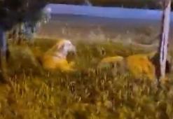 'Köpekler saldırmıyor' deyip video çeken vatandaş köpeklerin saldırısına uğradı