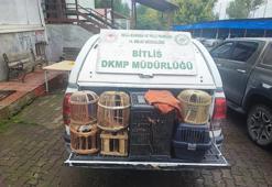 Bitlis’te kaçak avlanan kınalı keklikler doğaya salındı