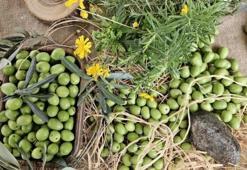 Antalya’da zeytin hasadı başladı: Üretimde yüzde 40 artış bekleniyor