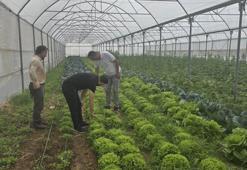 Şırnak'ta örtü altı üretime devlet desteği! Çiftçinin yüzü gülüyor, yüksek verim ve hibe takibi başladı!