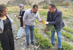 Zap Vadisi’nde tarihi tarım deneyi: Hakkâri'de ilk kez yer fıstığı yetişti