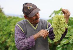 Tescilli üründe hasat devam ediyor! Elazığ'da rekolte yüksek bekleniyor