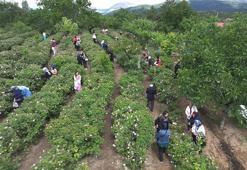 Gül üreticisine müjdeli haber! Taban fiyatı güncellendi: Ek ödeme yapılacak