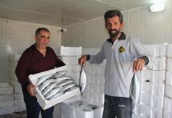 Palamut bolluğu tehlikenin önünü açtı! Hamsi ve istavrit için risk oluşturuyor