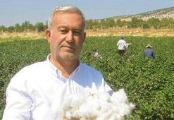 Pamuk üreticilerinin beklediği haber geldi! ÇUKOBİRLİK yeni sezon alım fiyatlarını açıkladı