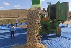 Nevşehir’in beyaz altını rekora koşuyor! Ekim alanı 405 bin dekara çıktı