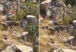 Batman'da çizgili sırtlan görüntülendi! Nesli tehlke altında