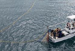 Sinop’ta 1 kiloluk dev palamutlar tezgahlarda rekor fiyata geriledi!