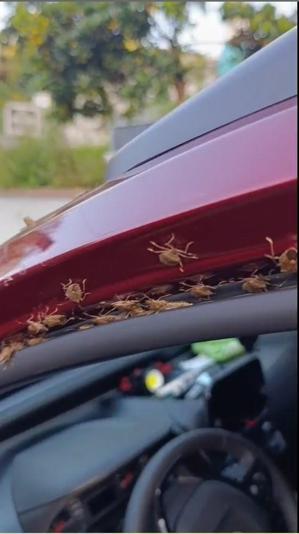 Karadenizde korkutan görüntü: Bu kez de evleri ve arabaları istila ettiler Yeni hedefi kapalı alanlar