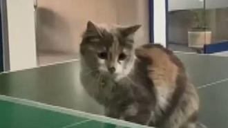  Masa tenisi oynayan kedi gülümsetti
