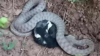 Türkiye'nin en zehirli yılanı, kargayı yerken görüntülendi