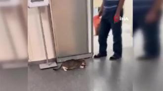 Ağzında taşıdığı yavrusunu acile getirdi