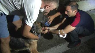 Bursa'daki yangından etkilenen hayvanları vatandaşlar böyle kurtarıldı