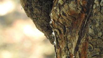 Ağaçlar fısıldamaya başladı... Görenler şaşkın!