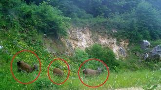 Dünyanın en büyük geyik türü Bursa'da fotokapana yakalandı! 'Eşine az rastlanan 3 dişi kızılgeyik kendine hayran bıraktı