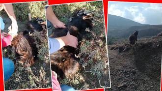 Tırnak törpüsüyle hayat kurtardılar! Dağ keçisi özgürlüğe böyle koştu