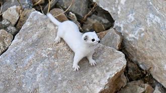 Van'da gece avcısı gelincik görüntülendi! Bahçesaray'da kameralara poz verdi