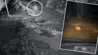 Trabzonlunun ayıyla imtihanı! Girmedik ev bırakmadı: Kamyonetiyle peşine verdi