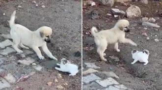 Yavru kedi ve köpeğin tatlı atışması kameralara yansıdı