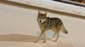 Ardahan'da şehre inen kurt böyle görüntülendi