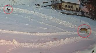 Sivas'ın bu köyüne acil köpek lazım! Köylüler dışarı çıkmaya korkuyor