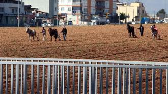 Tarlaya atlı sabanla girdi! Adana'da çekilen görüntüler tartışma yarattı