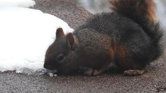 Bursa’da tebessüm ettiren kış manzarası! İşte Uludağ'ın sevimli sincabı
