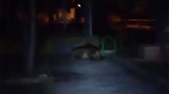 Bolu'da çocuk parkına ayı girdi