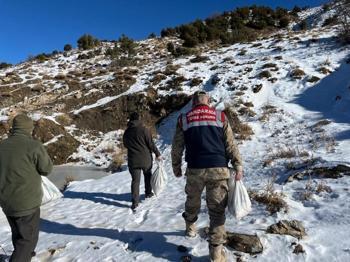 Siirt'te yaban hayata müdahale! 750 kilo bırakıldı
