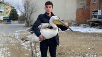 Afyonkarahisar’da sokakta gezerken pelikan buldu! Yanına yaklaşınca gerçek ortaya çıktı